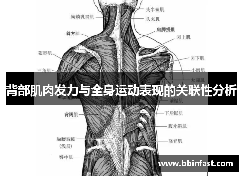 背部肌肉发力与全身运动表现的关联性分析